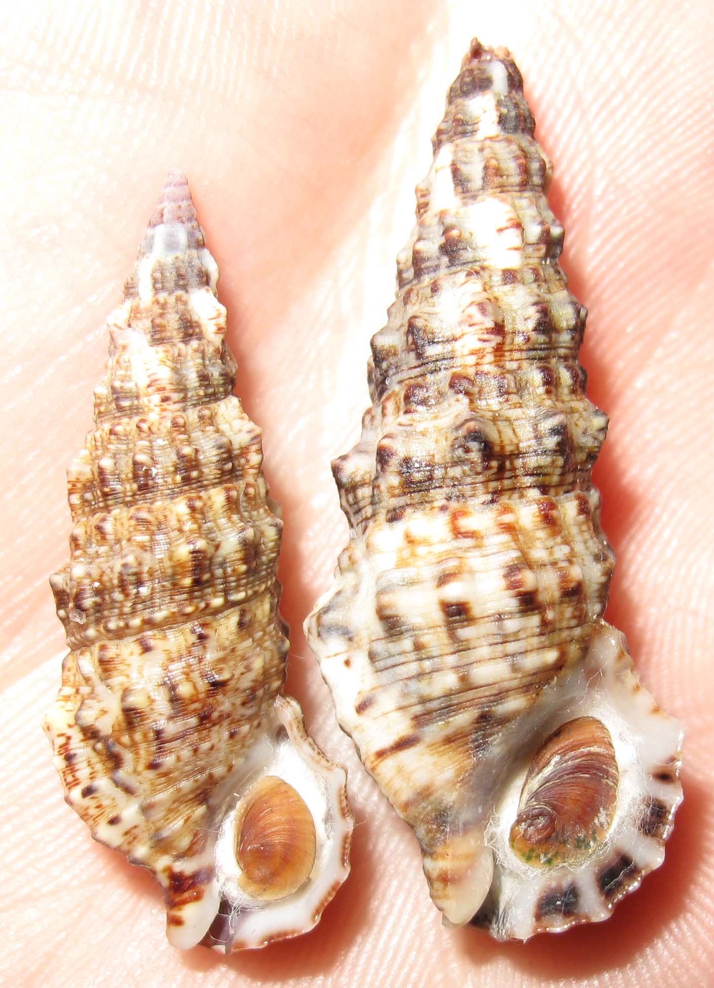 Cerithium lividulum e repandanum